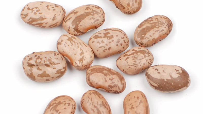 خرید و قیمت لوبیا چیتی ایرانی + فروش صادراتی
